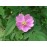 Rosa acicularis