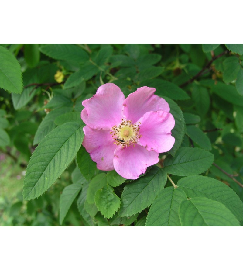 Rosa acicularis