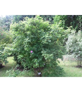 Rosa acicularis