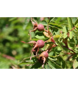 Rosa acicularis