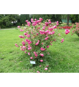 R. Centifolia Major (Roses des Peintres)