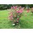 R. Centifolia Major (Roses des Peintres)