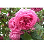 R. Centifolia Major (Roses des Peintres)