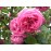 R. Centifolia Major (Roses des Peintres)