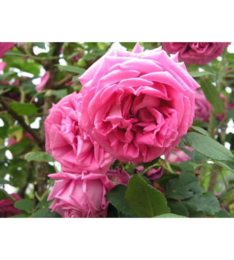 R. Centifolia Major (Roses des Peintres)