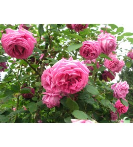 R. Centifolia Major (Roses des Peintres)