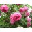 R. Centifolia Major (Roses des Peintres)
