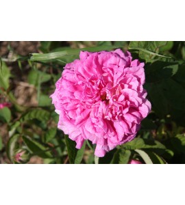 R. Centifolia Major (Roses des Peintres)