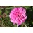 R. Centifolia Major (Roses des Peintres)