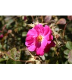 Rosa centirubra