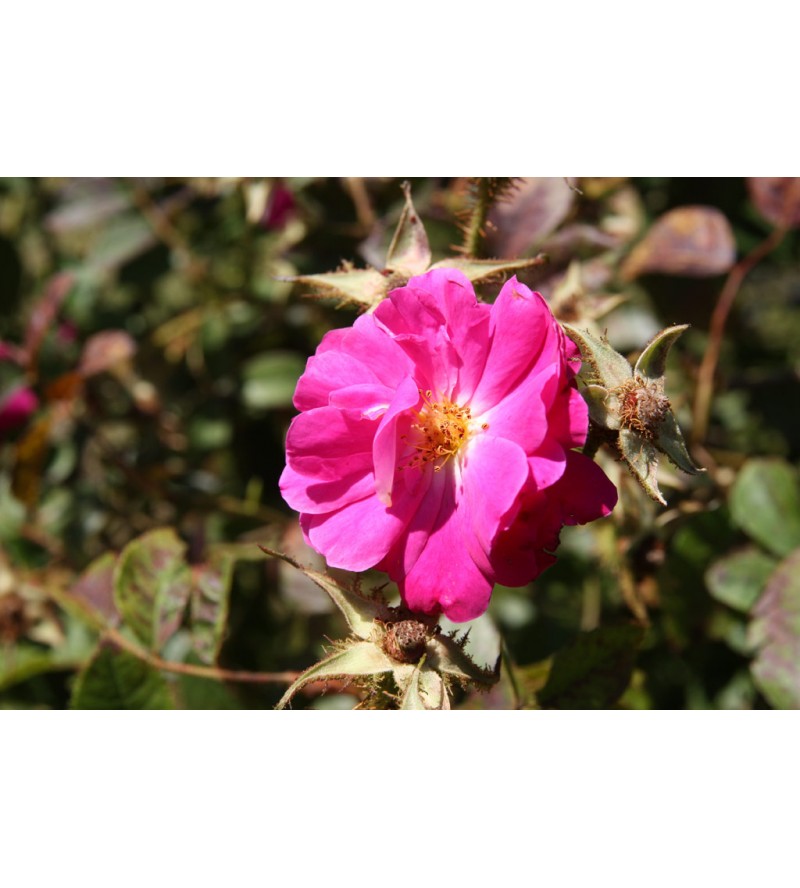 Rosa centirubra