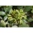 Viridiflora
