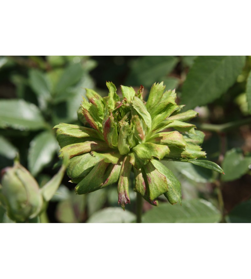 Viridiflora