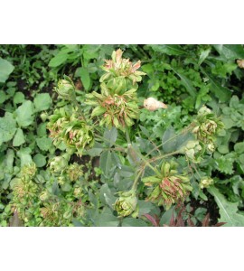 Viridiflora