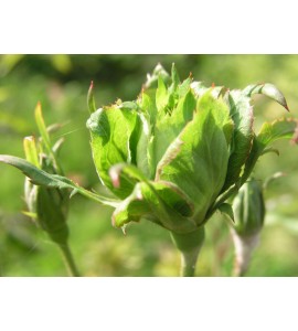 Viridiflora
