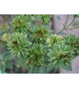 Viridiflora