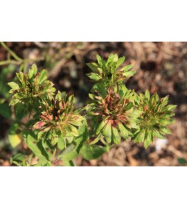 Viridiflora