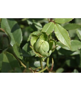 Viridiflora