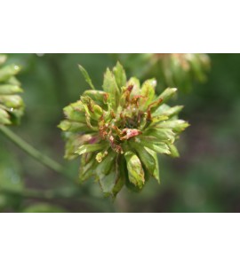 Viridiflora