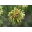 Viridiflora