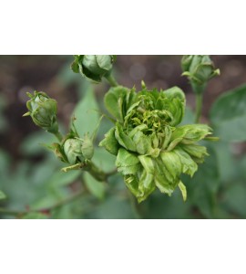 Viridiflora