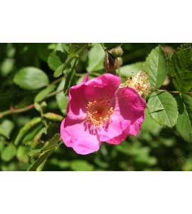 R. davidii