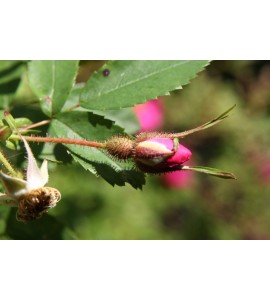 R. davidii