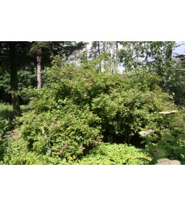 R. davidii