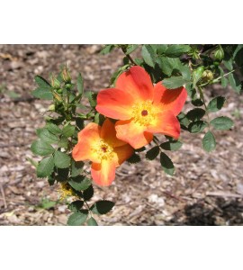 R. foetida bicolor (R.lutea bicolor, Austrian Copper)
