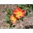 R. foetida bicolor (R.lutea bicolor, Austrian Copper)