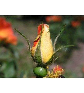 R. foetida bicolor (R.lutea bicolor, Austrian Copper)