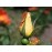R. foetida bicolor (R.lutea bicolor, Austrian Copper)