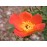 R. foetida bicolor (R.lutea bicolor, Austrian Copper)