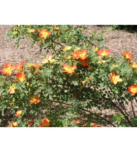 R. foetida bicolor (R.lutea bicolor, Austrian Copper)