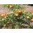 R. foetida bicolor (R.lutea bicolor, Austrian Copper)