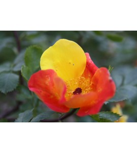 R. foetida bicolor (R.lutea bicolor, Austrian Copper)
