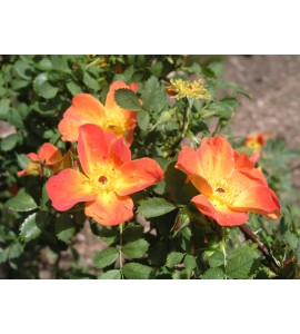 R. foetida bicolor (R.lutea bicolor, Austrian Copper)