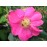 Rosa gallica Splendens