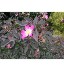 R. Glauca (R. Rubrifolia)