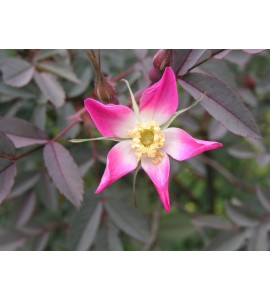 R. Glauca (R. Rubrifolia)