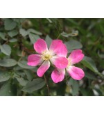 R. Glauca (R. Rubrifolia)