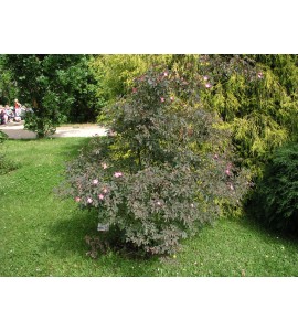 R. Glauca (R. Rubrifolia)