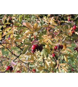 R. Glauca (R. Rubrifolia)