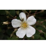 Rosa Helenae