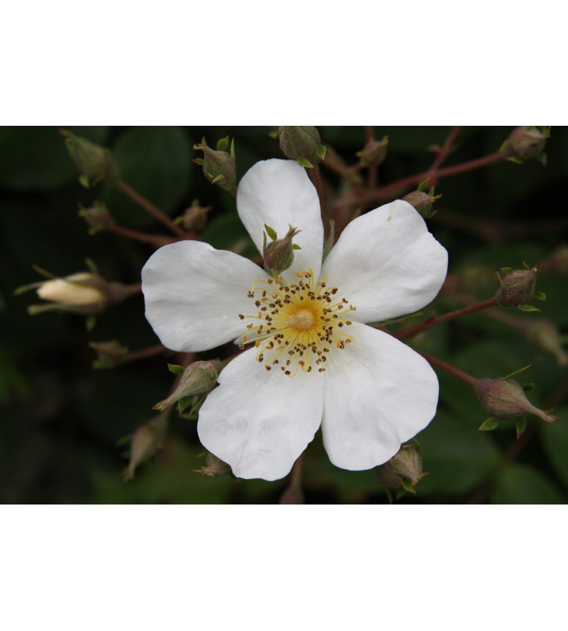 Rosa Helenae