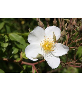 Rosa Helenae