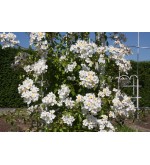 Rosa longicuspis