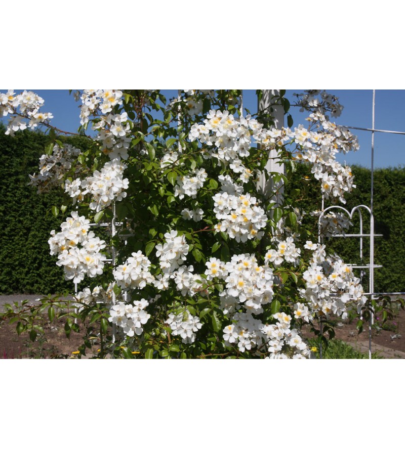 Rosa longicuspis