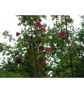 R. Moyesii