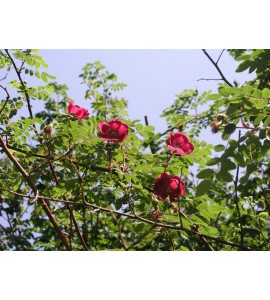 R. Moyesii